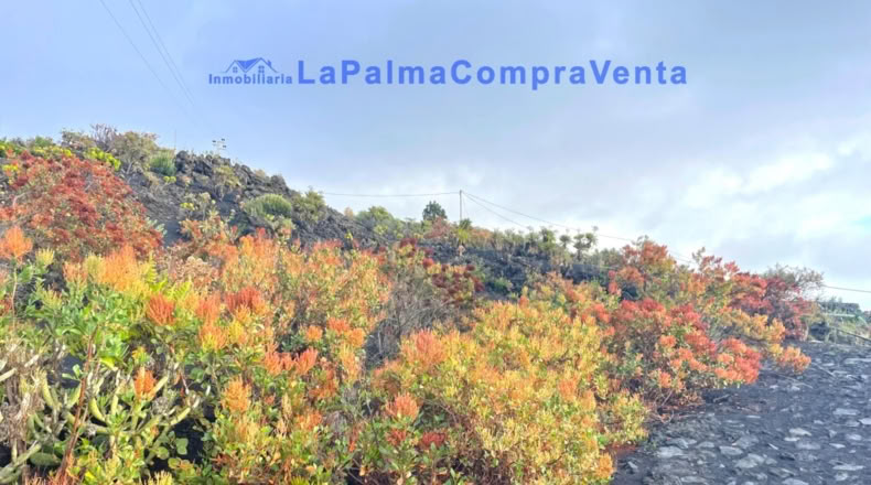 Santa Cruz de Tenerife - Los Llanos de Aridane - 16624m2
