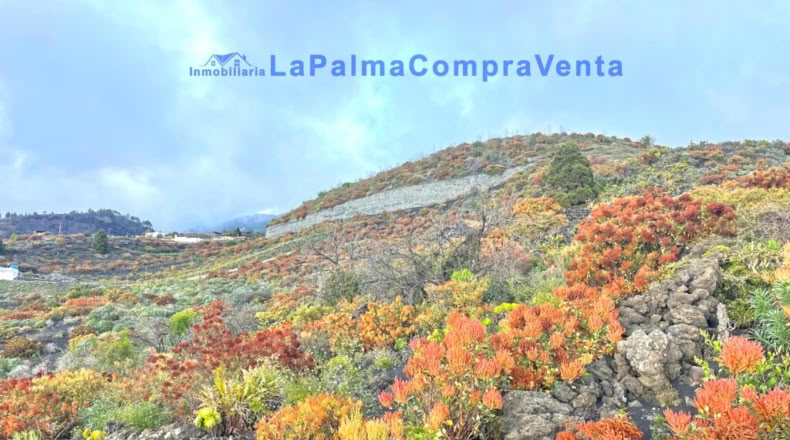 Santa Cruz de Tenerife - Los Llanos de Aridane - 16624m2