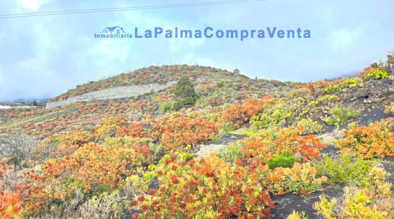 Santa Cruz de Tenerife - Los Llanos de Aridane - 16624m2