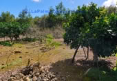 Terreny no urbanitzable en venda a San Pedro de Breña Alta ref.: TR234473 foto