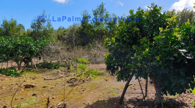 Santa Cruz de Tenerife - San Pedro de Breña Alta - 4263m2