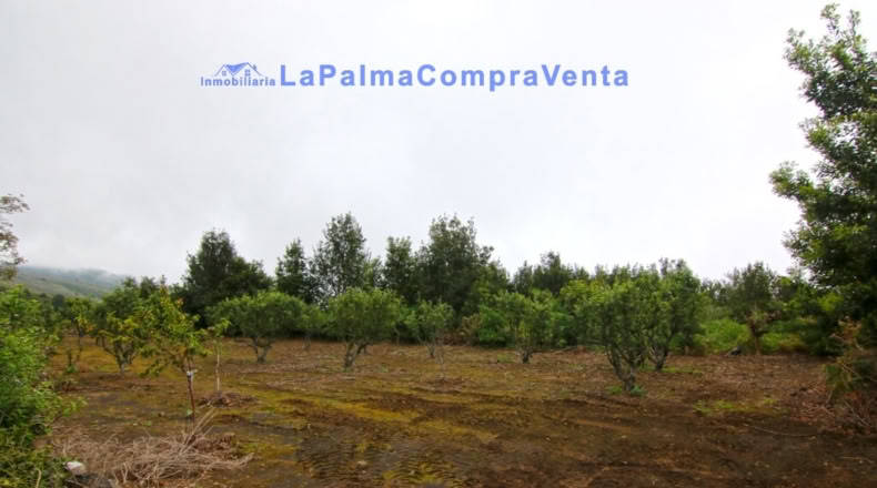 Santa Cruz de Tenerife - San Pedro de Breña Alta - 4263m2