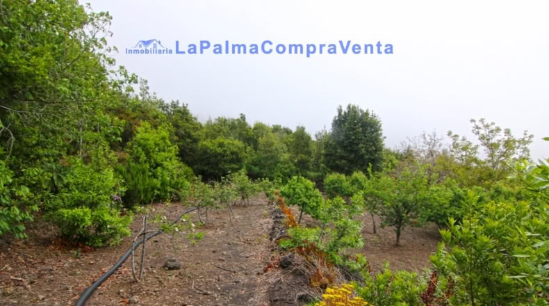 Santa Cruz de Tenerife - San Pedro de Breña Alta - 4263m2