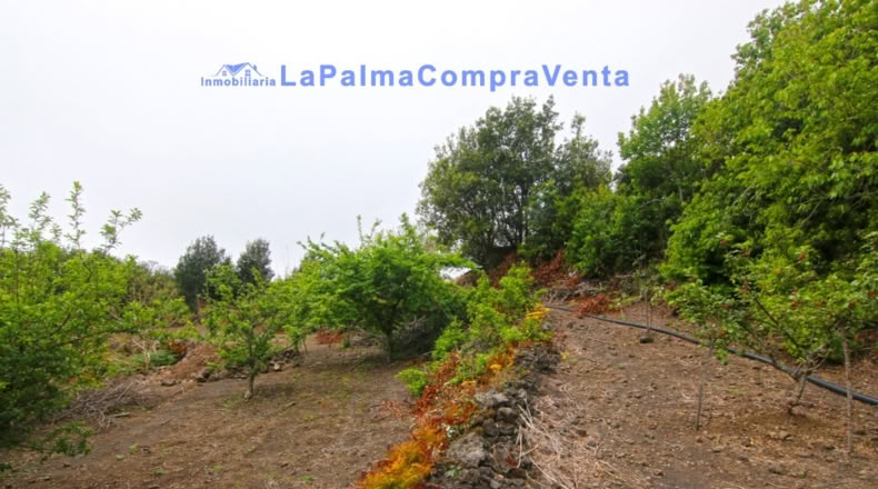 Santa Cruz de Tenerife - San Pedro de Breña Alta - 4263m2