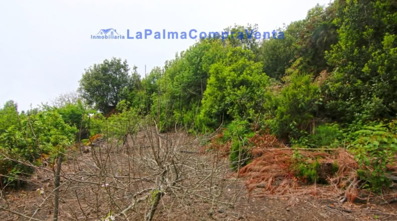 Santa Cruz de Tenerife - San Pedro de Breña Alta - 4263m2