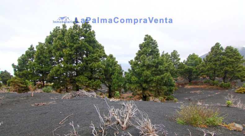 Santa Cruz de Tenerife - Los Llanos de Aridane - 2500m2