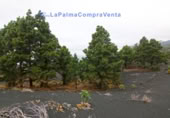 Terreny no urbanitzable en venda a El Paso ref.: TR261471 foto
