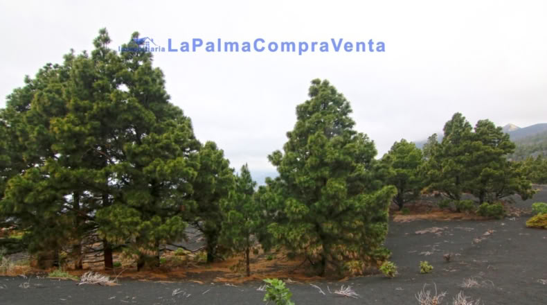 Santa Cruz de Tenerife - Los Llanos de Aridane - 2500m2