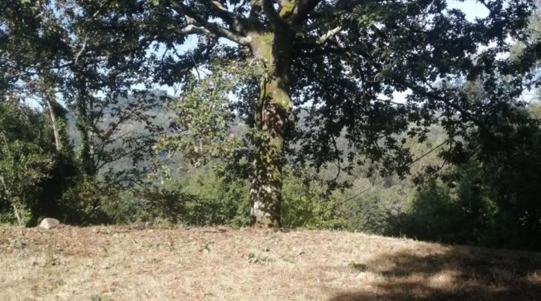 Pontevedra - Ponteareas - 1058m2
