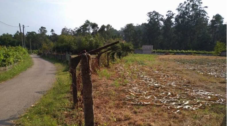 Pontevedra - Os Pazos Baixos - 2000m2