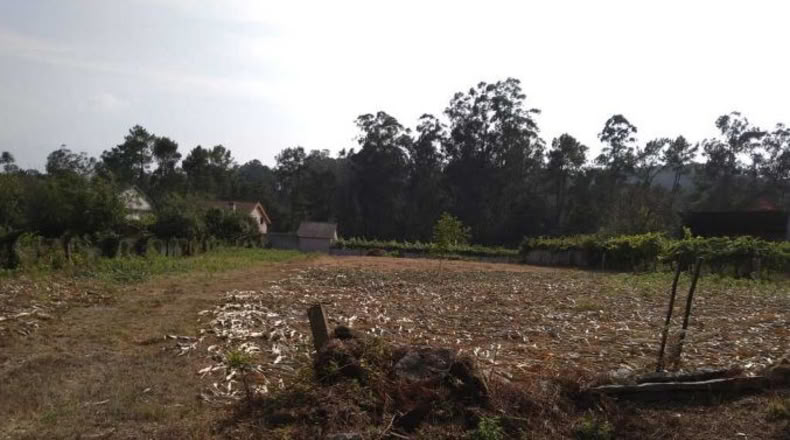 Pontevedra - Os Pazos Baixos - 2000m2
