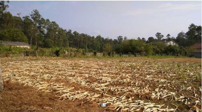 Pontevedra - Os Pazos Baixos - 2000m2