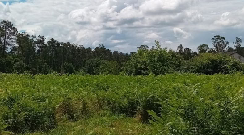 Pontevedra - Os Pazos Baixos - 2000m2