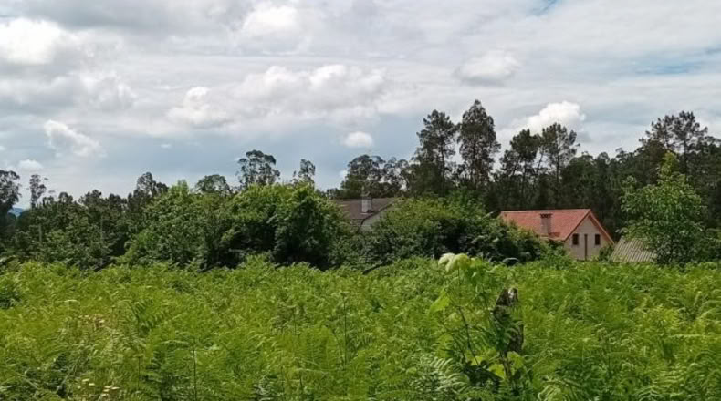 Pontevedra - Os Pazos Baixos - 2000m2
