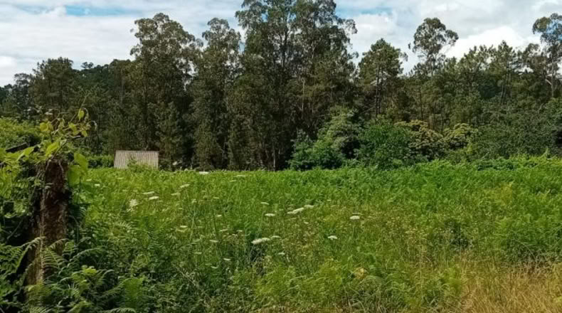 Pontevedra - Os Pazos Baixos - 2000m2