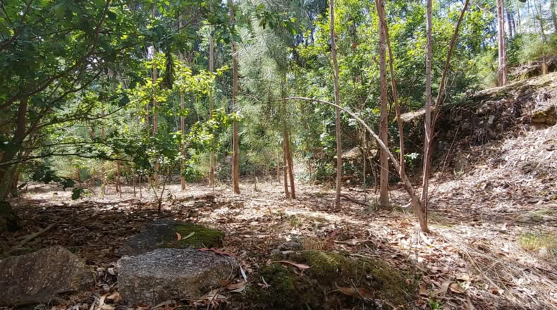 Pontevedra - Salceda de Caselas - 6000m2