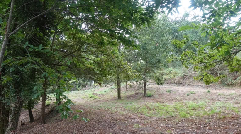 Pontevedra - Gondomar - 2000m2
