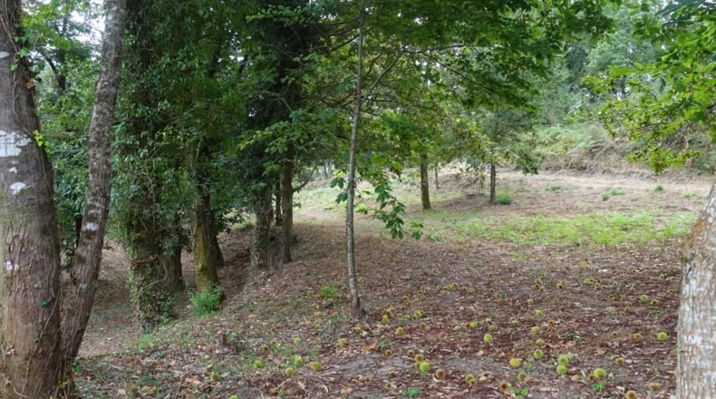 Pontevedra - Gondomar - 2000m2