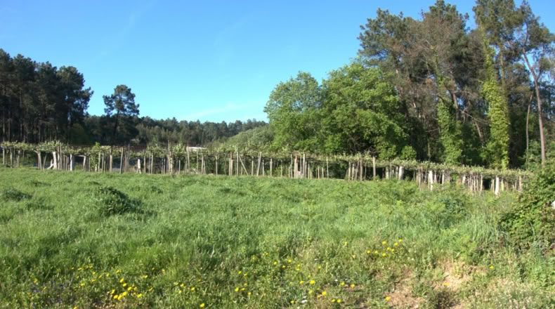 Pontevedra - O Casal - 980m2