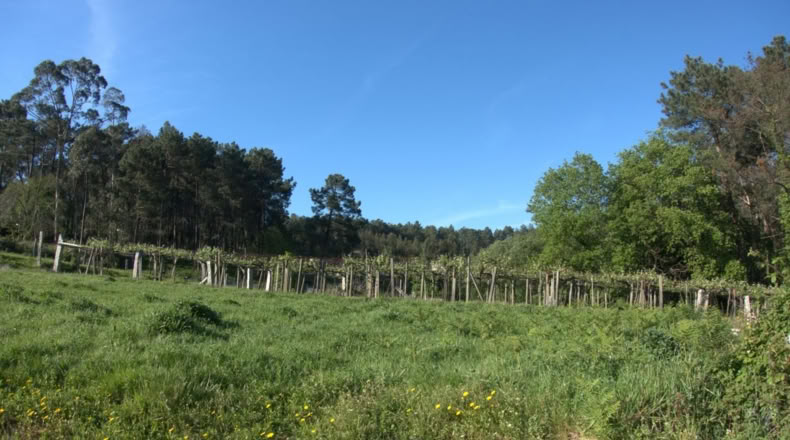 Pontevedra - O Casal - 980m2