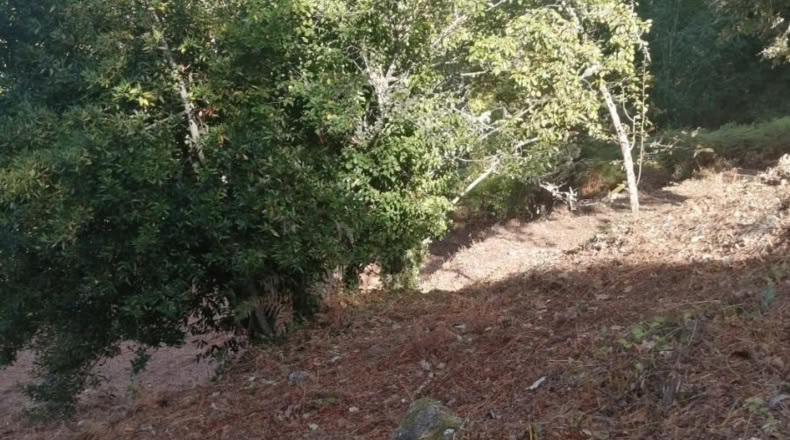 Pontevedra - Puenteareas - 464m2