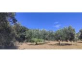 Non-developable land for sale in Cantallops ref: TR225123 photo