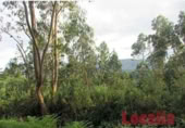 Non-developable land for sale on Carretera 238, Reocín, ref: TR183242 photo