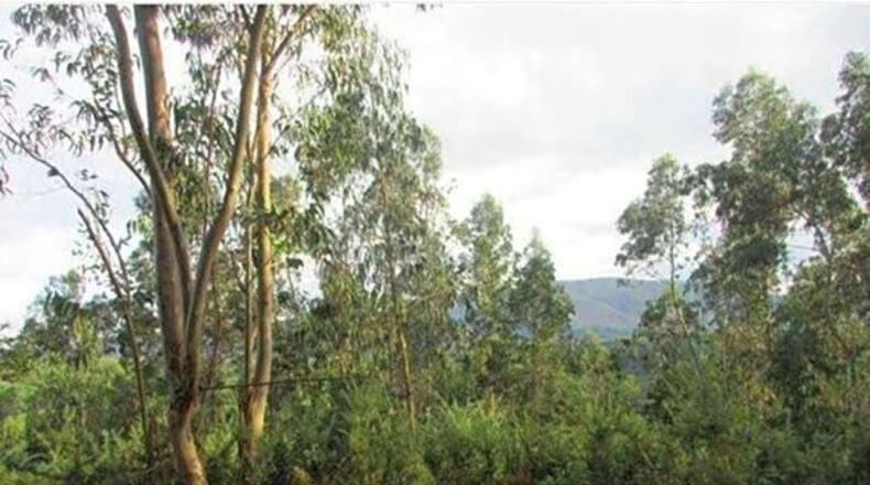 Cantabria - Reocín - 91733m2