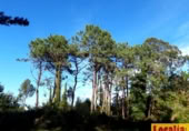 Parcel·la urbanitzable en venda a la Oviñana, Pravia, ref.: TR225562 foto