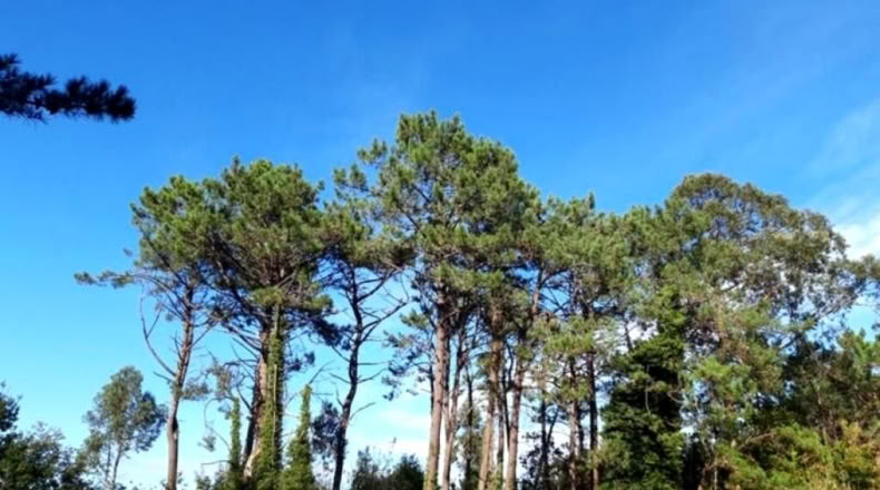 Asturias - Llanorrozo - 3074m2