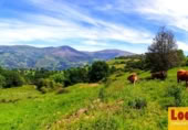 Non-developable land for sale on Barrio San Vicente de Toranzo, San Vicente de Toranzo, ref: TR258277 photo