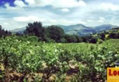 Non-developable land for sale on Barrio San Vicente de Toranzo, San Vicente de Toranzo, ref: TR258277 photo