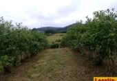 Non-developable land for sale on Barrio San Vicente de Toranzo, San Vicente de Toranzo, ref: TR258277 photo
