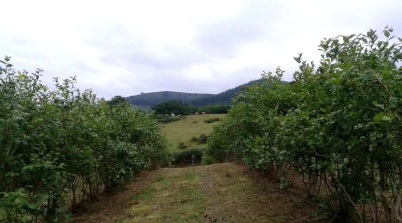 Cantabria - San Vicente de Toranzo - 48000m2