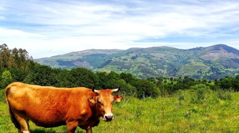 Cantabria - San Vicente de Toranzo - 48000m2