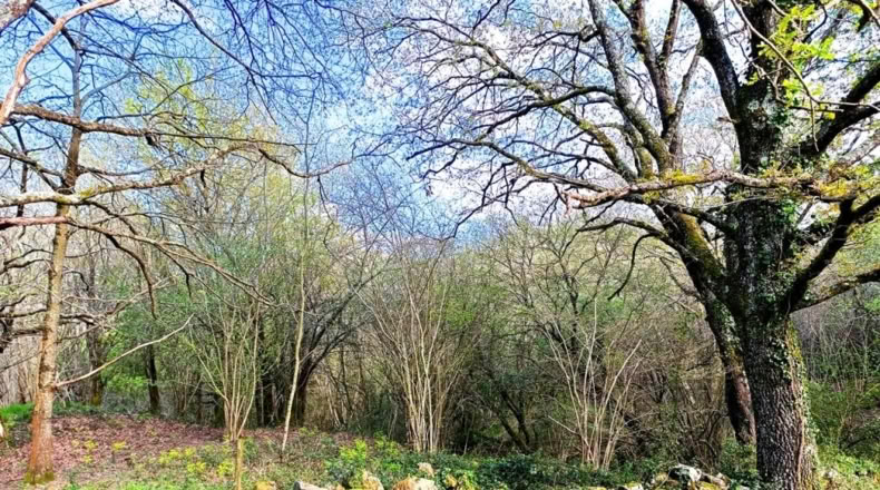 Cantabria - San Vicente de Toranzo - 48000m2
