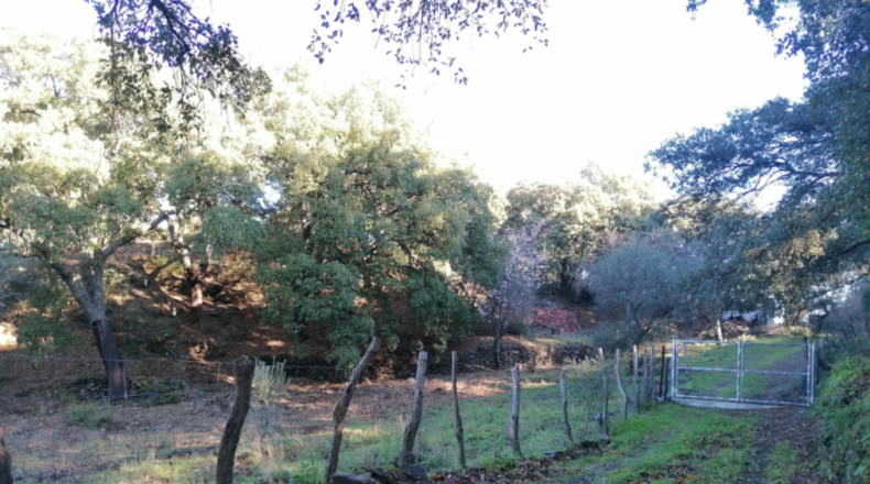Málaga - Faraján - 40000m2