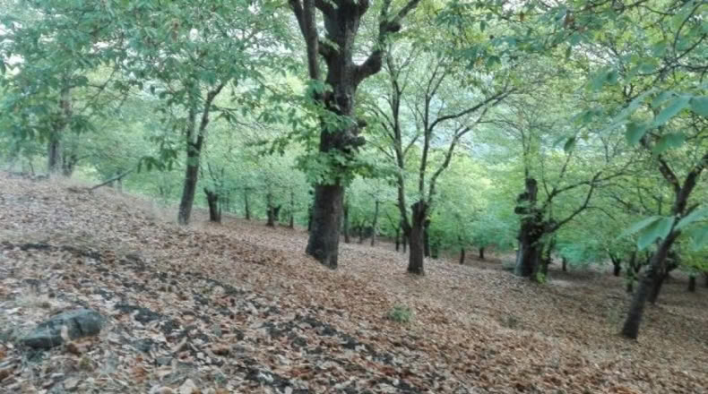 Málaga - Faraján - 40000m2