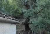 Masia amb terreny en venda a Faraján ref.: TR200833 foto