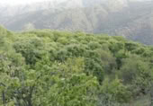 Masia amb terreny en venda a Faraján ref.: TR200833 foto