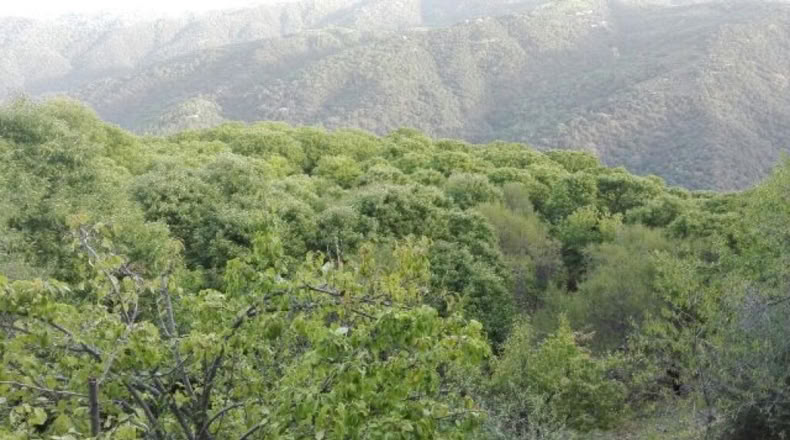 Málaga - Faraján - 40000m2