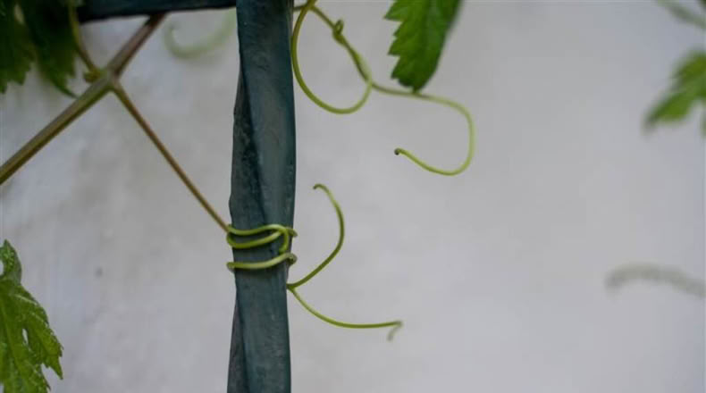Málaga - Jubrique - 37620m2