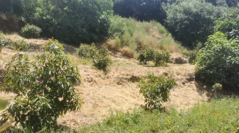 Málaga - Jubrique - 38000m2