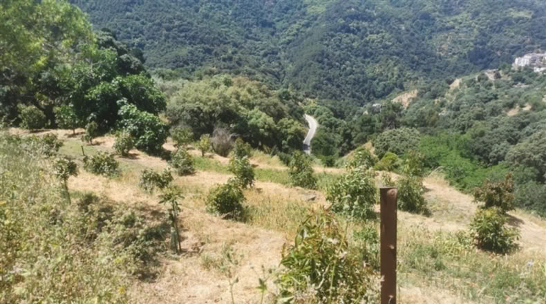 Málaga - Jubrique - 38000m2