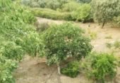 Masia amb terreny en venda a Benalauría ref.: TR200858 foto