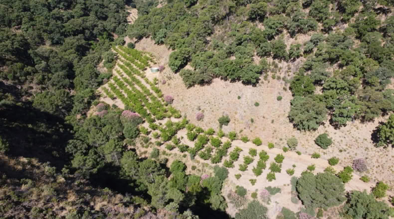 Málaga - Istán - 50000m2