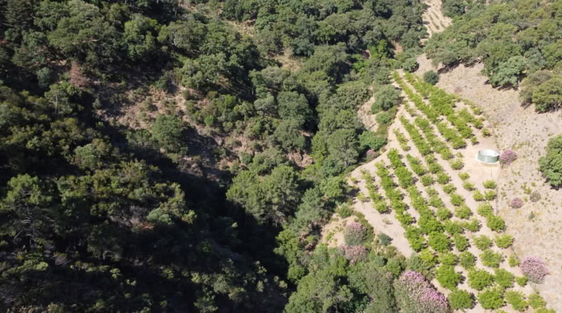 Málaga - Istán - 50000m2