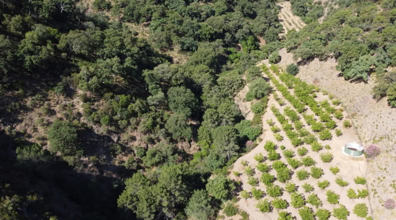 Málaga - Istán - 50000m2