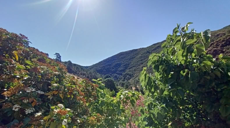 Málaga - Istán - 50000m2