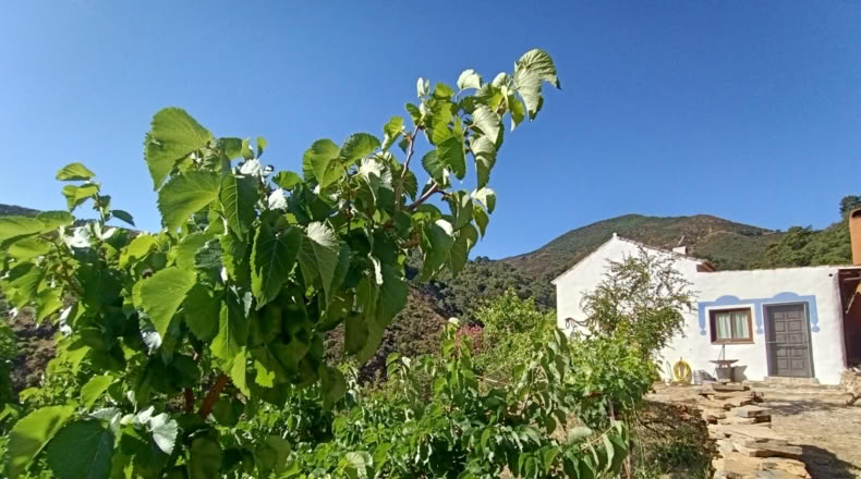 Málaga - Istán - 50000m2